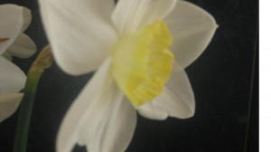 DaffodilTwo