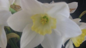 Daffodil One