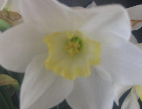 Picture Puzzle on daffodils.