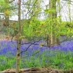 10. One of the carpets of bluebells