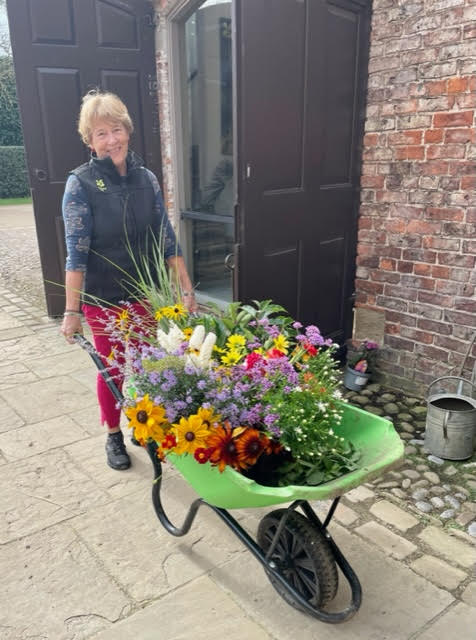 Gardener at Beninbrough Hall, with wheelbarrow fully of colourful flowers. 
